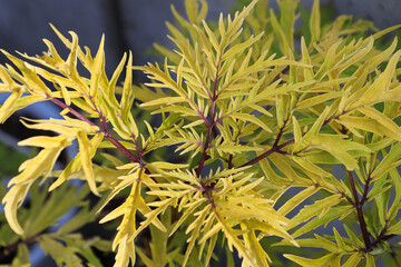 Background of golden lemon colored leaves on an elder shrub