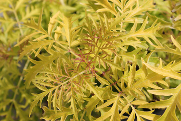 Background of golden lemon colored leaves on an elder shrub