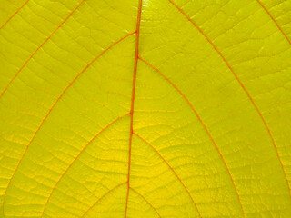 Fototapeta na wymiar Green leaf texture As natural background