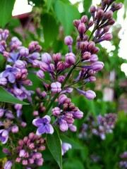 pink and purple lilac flowers