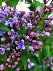 lilac flowers in the garden