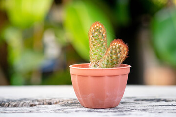 Small plant or cactus in pot on the vintage wooden table top.
