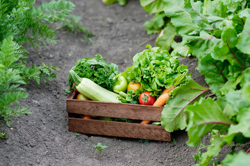 Basket full of Harvest Organic Vegetables and Root on Organic Bio Farm. Autumn Vegetable Harvest. 