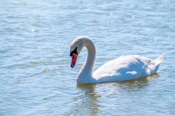 Naklejka na ściany i meble Graceful white Swan swimming in the lake, swans in the wild. Portrait of a white swan swimming on a lake.