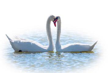 Two Graceful white Swans swimming in the lake, isolated on white background. Mating games of a pair of white swans. Swans swimming on the water in nature. Valentine's Day background