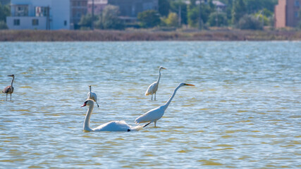 Graceful water birds, white Swan and white and grey herons swimming in the lake.