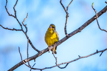 Green and yellow songbird, The European greenfinch sitting on a branch in spring.