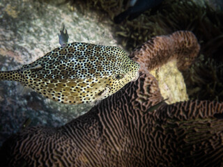 Grown yellowbosfish pufferfish
