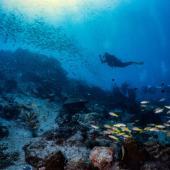Fototapeta na wymiar Diver diving and school of fish
