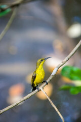 the Olive-backed sunbird (Cinnyris jugularis) is perching on the branch in Pasir Ris Park Mangrove Boardwalk. It is a species of sunbird found from Southern Asia to Australia.