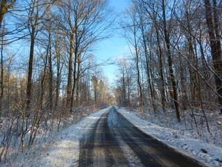 path in winter forest