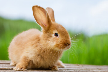 fluffy funny ginger rabbit on a background of green nature,