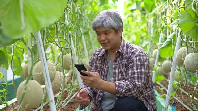 Happy elderly Asian farmer sitting in a greenhouse and take melon photos with a smartphone and upload to social media. Concept of organic agriculture and healthy food