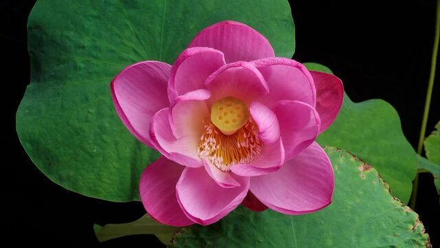 4K time Lapse footage of blooming pink lotus flower from full blossom to bud with green leaves isolated on black background, close up b roll shot top view.