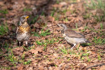 Obraz premium Thrush fieldfare, Turdus pylaris, with its fledglings is looking for worms on the spring lawn.
