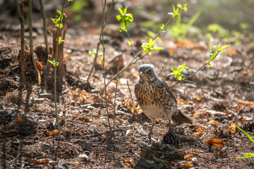 Fieldfare, Turdus pilaris, on a sprng lawn.
