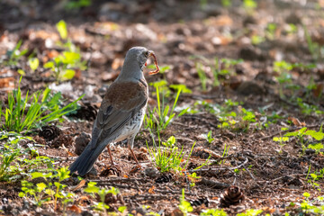 Fieldfare, Turdus pilaris, collects worms on a sprng lawn.