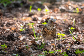 Fieldfare, Turdus pilaris, collects worms on a sprng lawn.