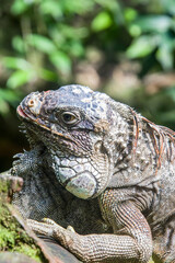 The green iguana, also known as the American iguana, is a large, arboreal, mostly herbivorous species of lizard of the genus Iguana.