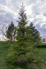 A green spruce tree stands in the park on a cloudy day.