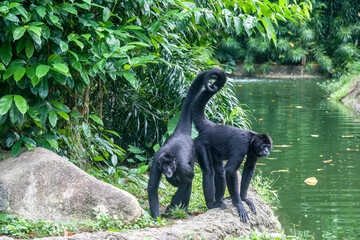 Two Black-headed spider monkeys stand by the pond.
Considered to be critically endangered  due to an estimated population loss of more than 80% over 45 years from hunting and human encroachment