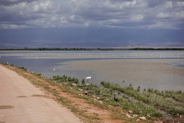 A dirt road runs next to the lake. Various water birds are visible in the water. There is green grass on the shore. Cloudy sky. Kenya. Amboseli park.