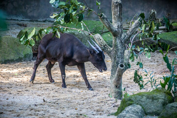 The lowland anoa is a small bovid, t is most closely allied to the larger Asian buffaloes, showing the same reversal of the direction of the hair on their backs. The horns of the cows are very small