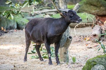 The lowland anoa is a small bovid, t is most closely allied to the larger Asian buffaloes, showing...