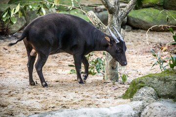 The lowland anoa is a small bovid, t is most closely allied to the larger Asian buffaloes, showing the same reversal of the direction of the hair on their backs. The horns of the cows are very small