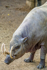 Obraz premium a male Buru babirusa stands alone. It is a wild pig-like animal native to the Indonesian islands of Buru, also called deer-pigs. Babirusa are notable for the long upper canines in the males. 