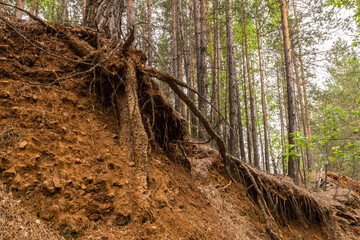 The roots of the trees stick out of the ground. The collapse of the earth in the forest. Naked roots.