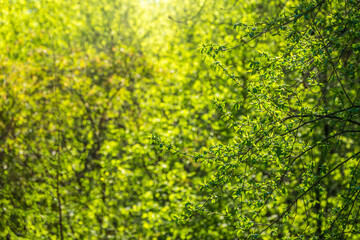 Green bushes with young leaves in the sunset