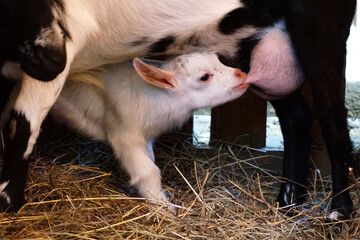 Naklejka na ściany i meble a small white goat drinks milk from the udder of an adult black and white mother goat, barn