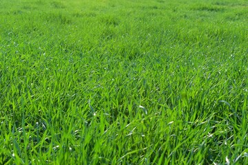 Fototapeta premium Beautiful green wheat field in India ,selective focus