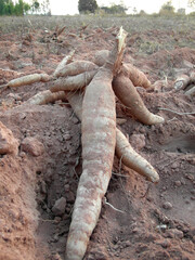 Cassava root dug up from the fields