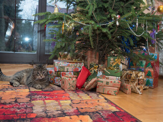 Chrstmas time © Mirek