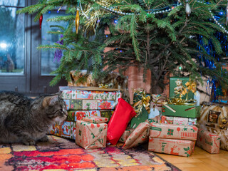 Chrstmas time © Mirek