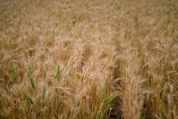 wheat field in the wind