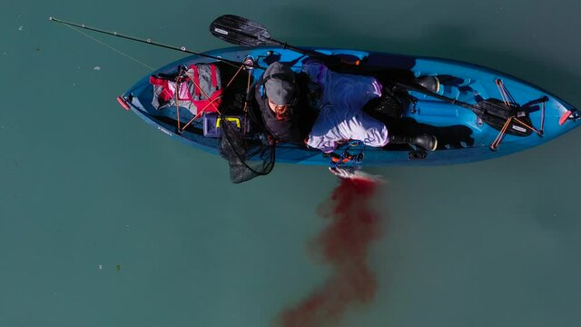 Overhead shot of kayaking fisher woman tying up and bleeding a coho salmon on the side of her kayak and the blood spreads out into the blue ocean water as she arranges her fishing gear.