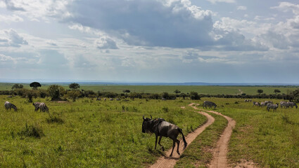 The dirt road winds through the savannah and disappears into the horizon. Zebras graze on the green grass. A wildebeest is crossing the road. Beautiful clouds in the sky. Kenya. Masai Mara Park