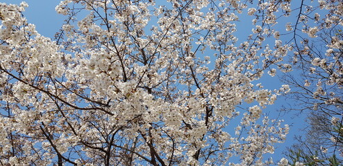 Obraz premium spring tree branches