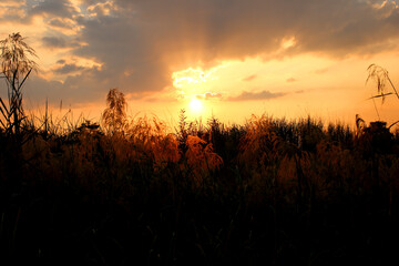 grass flower in the field against sunset