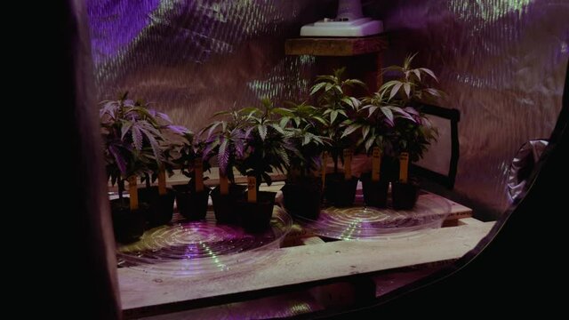 DYI Canabis Marijuana THC CBD home growing in a tent with lights and ventilation small scale hobby spare bedroom setup clones trimmings