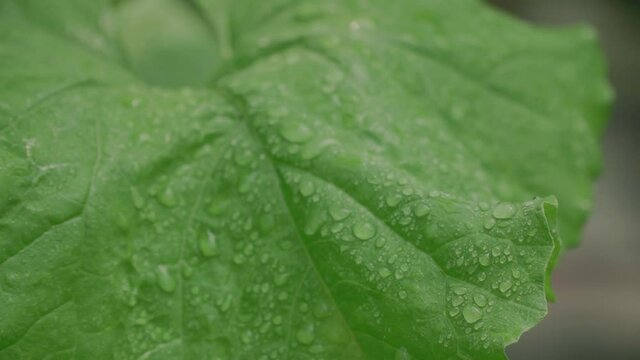 Water Moisture Droplets on Green Leaves, Extreme Close-Up. Fresh and bright.