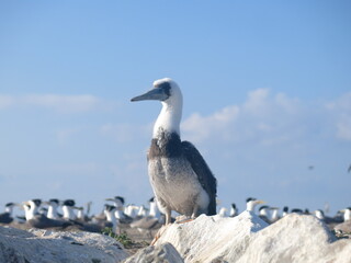 The bird found at Layang-layang island (Bird island)