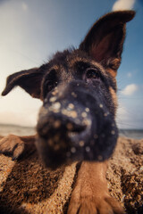 Fototapete bei efototapeten.de bestellen   