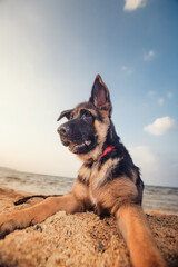 German shepherd ( Alsatian ) puppy at the beach, sandy and cute dog portrait