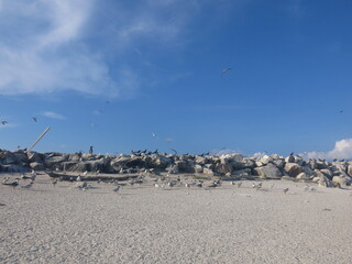 The bird found at Layang-layang island (Bird island)