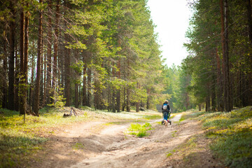 Obraz premium Forest landscape pine forest, selective focus