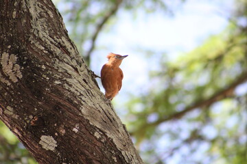 woodpecker on tree